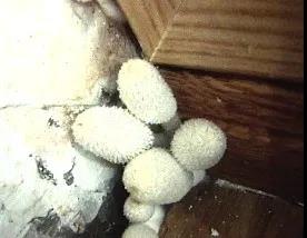 防水涂料,家装防水施工,卫生间防水,朗凯奇防水,堵漏王,朗凯奇